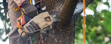 Best Weed Control  in Rainier, OR