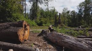 Best Fruit Tree Pruning  in Rainier, OR