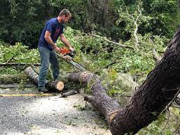 How Our Tree Care Process Works  in  Rainier, OR