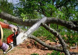 Reliable Rainier, OR Tree Care Solutions