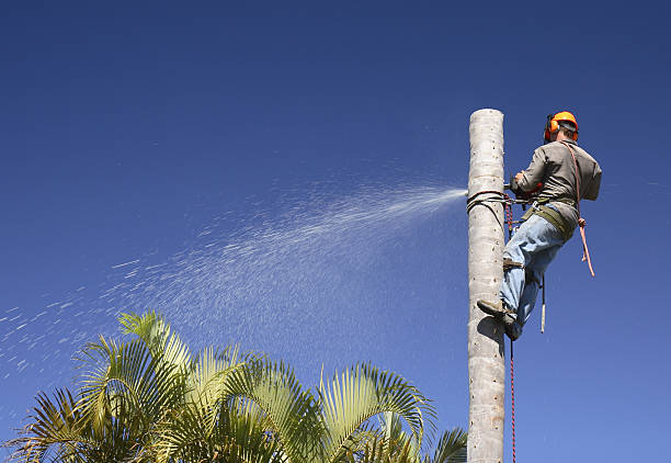 Best Tree Removal  in Rainier, OR