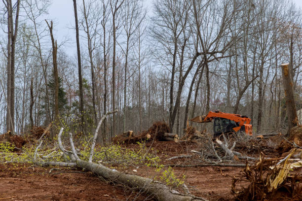Rainier, OR Tree Care Company