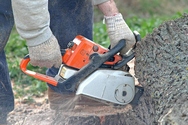 Best Stump Grinding and Removal  in Rainier, OR