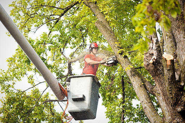 How Our Tree Care Process Works  in  Rainier, OR